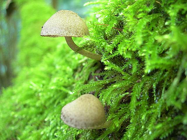 Psathyrella hirtosquamulosa   (Peck)   A. H. Smith